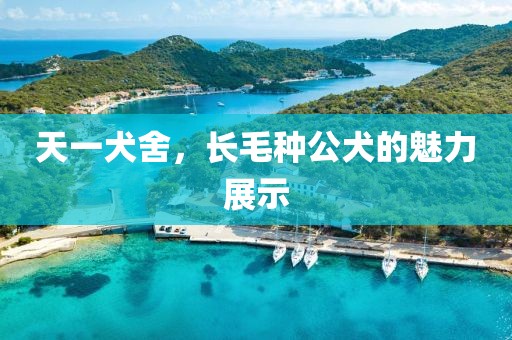 天一犬舍，長(zhǎng)毛種公犬的魅力展示