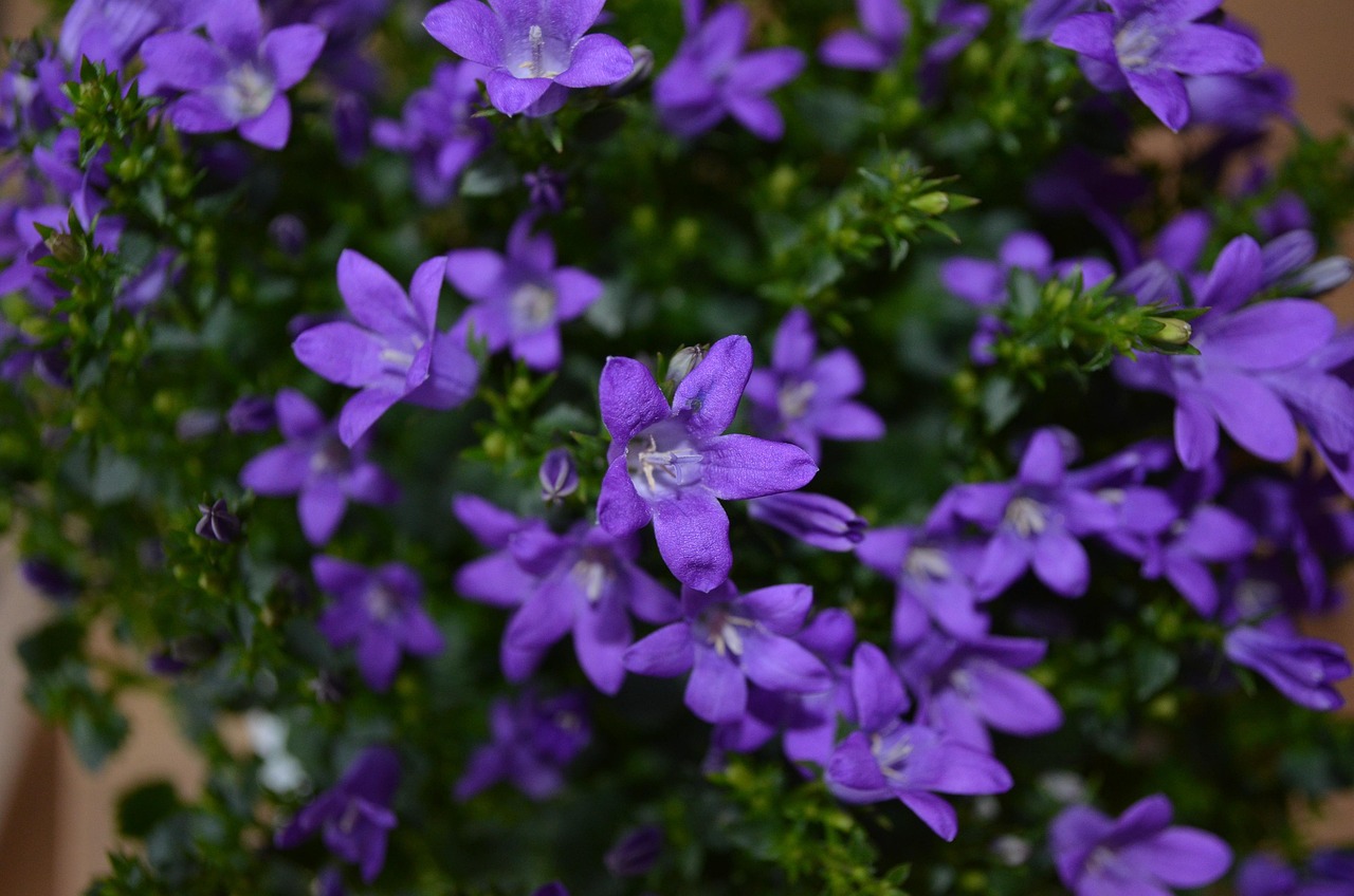 燕郊四季花都最新動(dòng)態(tài)，城市未來之花綻放，花朵與都市共成長(zhǎng)