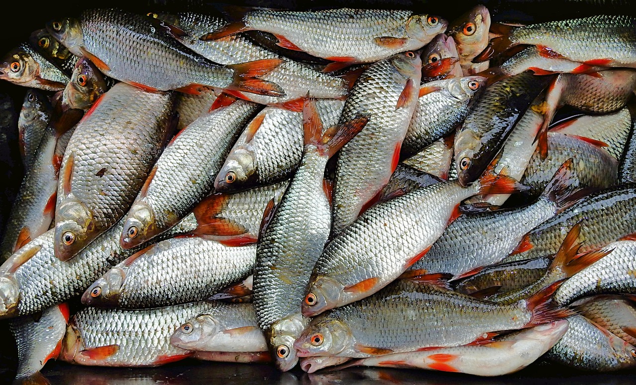 浦魚達(dá)人最新版本下載，全新功能與特色體驗