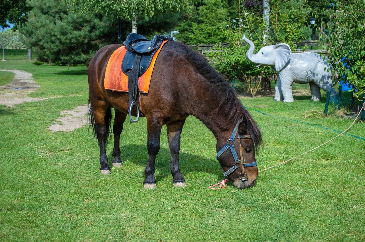 深圳野生動物園游玩攻略，最新整理指南