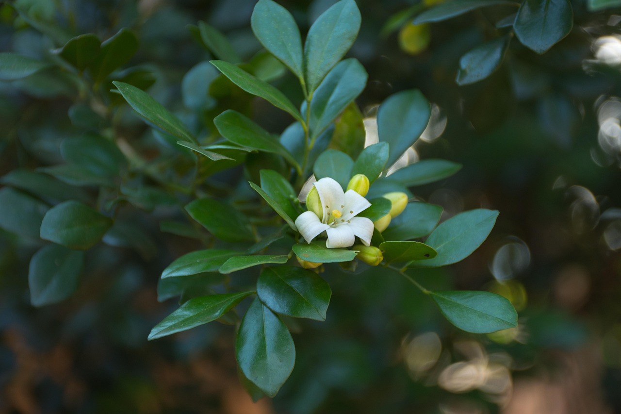 中醫(yī)藥法最新動(dòng)態(tài)，邁向現(xiàn)代化與規(guī)范化的新征程